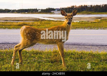 Weißschwanzhirsche bei Sonnenuntergang auf Anticosti Island, einer Insel in der St. Lawrence Mündung in der Cote Nord Region von Quebec, Kanada Stockfoto