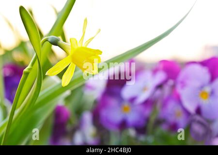 Nahaufnahme von kleinen gelben Narzissen in voller Blüte und lila Stiefmütterchen in der Morgensonne, Frühlingshintergrund Textur. Stockfoto