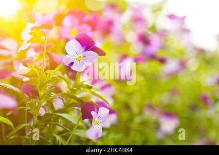 Nahaufnahme von kleinen lila Stiefmütterchen Blumen in einer Blumenkachtel auf einem Balkon im Frühjahr, Hintergrundstruktur. Stockfoto