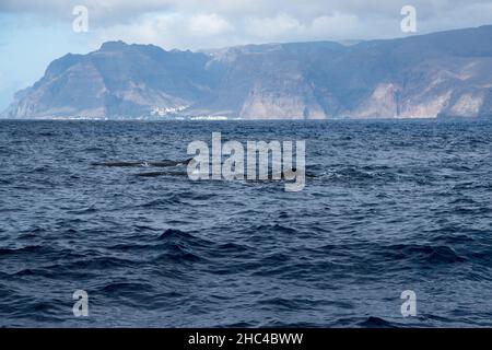 In kleinen Fischerbooten beobachten Touristen Pottwale, die vor der Südküste von La Gomera auf den Kanarischen Inseln schwimmen. Stockfoto