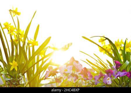 Nahaufnahme von kleinen gelben Narzissen in voller Blüte und lila Stiefmütterchen in der Morgensonne, Wurmperspektive. Stockfoto