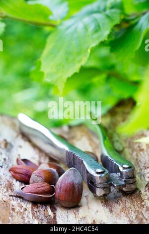 Haselnüsse und Nussknacker auf einem natürlichen Holzhintergrund mit grünen Haselnussblättern. Stockfoto