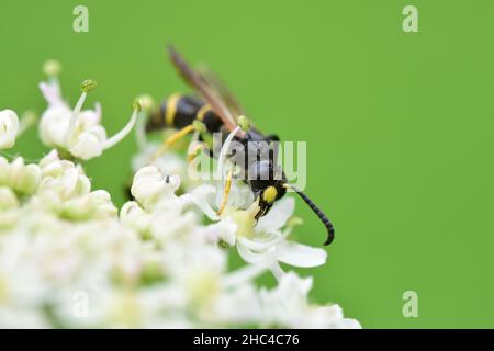 Nahaufnahme einer Wespe, die auf einer Blume sitzt Stockfoto
