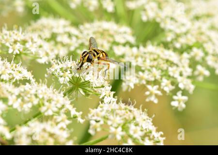Nahaufnahme einer Wespe, die auf einer Blume sitzt Stockfoto