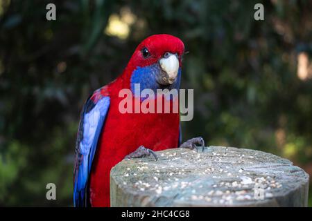 Nahaufnahme eines auf einem Felsen thronenden Crimson rosella Papagei Stockfoto