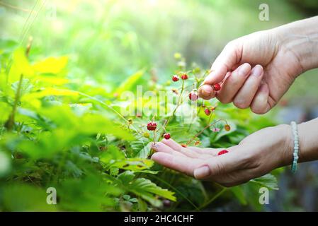 Frau sammelt in ihrem Garten wilde Erdbeeren. Konzentrieren Sie sich auf eine Hand, die die Erdbeeren pflückt. Unscharfer Hintergrund. Stockfoto