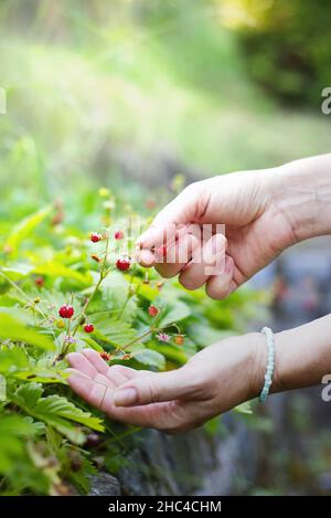 Frau sammelt in ihrem Garten wilde Erdbeeren. Konzentrieren Sie sich auf eine Hand, die die Erdbeeren pflückt. Unscharfer Hintergrund. Stockfoto