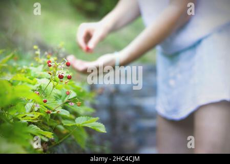 Frau sammelt in ihrem Garten wilde Erdbeeren. Konzentrieren Sie sich auf Erdbeeren. Verschwommene Person im Hintergrund. Stockfoto