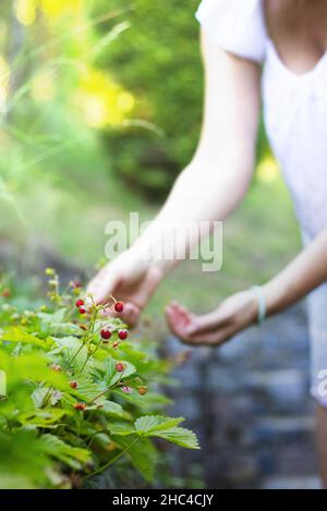 Frau sammelt in ihrem Garten wilde Erdbeeren. Konzentrieren Sie sich auf Erdbeeren. Verschwommene Person im Hintergrund. Stockfoto