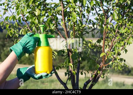 Frau mit Handschuhen, die Blätter eines Obstbaums gegen Pflanzenkrankheiten und Schädlinge sprüht. Handsprüher mit Pestiziden im Garten verwenden. Stockfoto