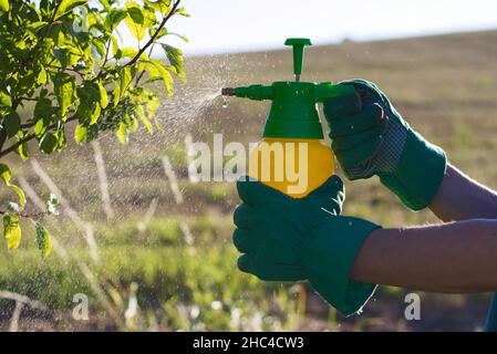 Frau mit Handschuhen, die Blätter eines Obstbaums gegen Pflanzenkrankheiten und Schädlinge sprüht. Handsprüher mit Pestiziden im Garten verwenden. Stockfoto