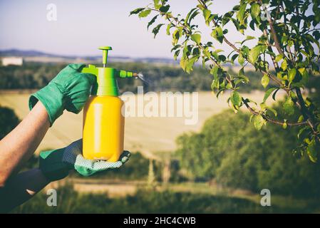 Frau mit Handschuhen, die Blätter eines Obstbaums gegen Pflanzenkrankheiten und Schädlinge sprüht. Handsprüher mit Pestiziden im Garten verwenden. Stockfoto