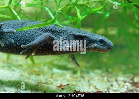 Nahaufnahme eines erwachsenen weiblichen japanischen Feuermolchens, Cynops pyrrhogaster, der unter Wasser schwimmt Stockfoto