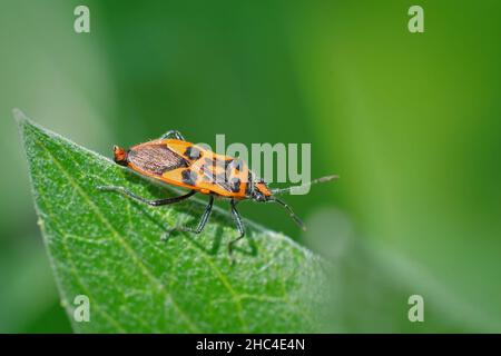 Nahaufnahme eines roten und bunten Schildbugs, des Zimtbugs, Corizus hyoscyami Stockfoto