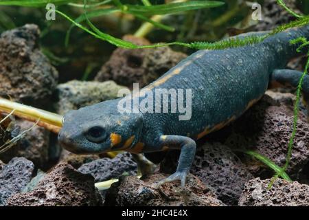 Nahaufnahme eines chinesischen Chuxiong-Feuerbaums im Wasser, Cynops cyanurus, einem kleinen, aber farbenfrohen Molch Stockfoto