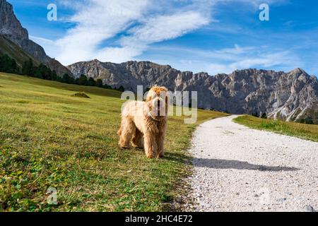 Wandern mit Hund in den dolomiten an einem sonnigen Tag Stockfoto