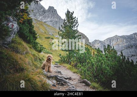 Guter Junge Hund sitzt und wartet auf Trekkingpfad in den Bergen Stockfoto