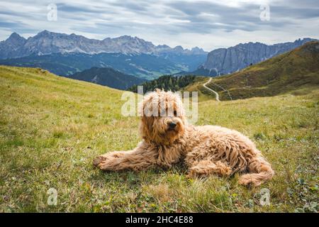 goldener Doodle Hund auf der Wiese in den dolomiten Stockfoto