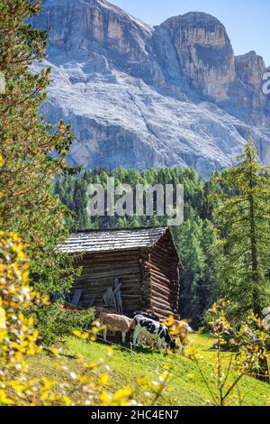 Kühe vor dem Holzstall in den dolomiten Stockfoto