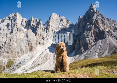 goldener Doodle-Hund, der vor den Bergen von Pale di san martino in den dolomiten sitzt Stockfoto