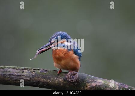 Kingfisher schweben entweder zum Tauchen, oder mehr Fische in der Regel von einem Barsch. Wenn sie erfolgreich sind, kehren sie zu einem zweiten Barsch zurück, um die Beute vor dem Verzehr zu betäuben. Stockfoto