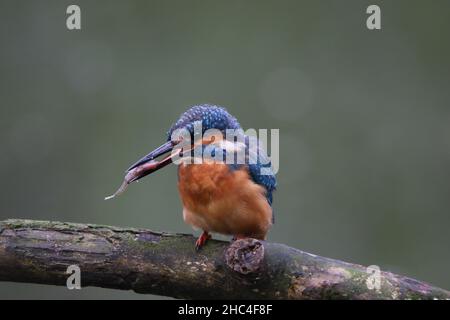 Kingfisher schweben entweder zum Tauchen, oder mehr Fische in der Regel von einem Barsch. Wenn sie erfolgreich sind, kehren sie zu einem zweiten Barsch zurück, um die Beute vor dem Verzehr zu betäuben. Stockfoto