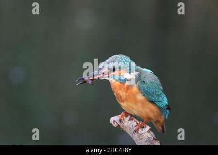 Kingfisher schweben entweder zum Tauchen, oder mehr Fische in der Regel von einem Barsch. Wenn sie erfolgreich sind, kehren sie zu einem zweiten Barsch zurück, um die Beute vor dem Verzehr zu betäuben. Stockfoto