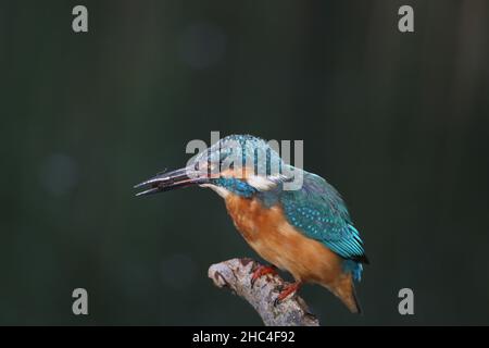 Kingfisher schweben entweder zum Tauchen, oder mehr Fische in der Regel von einem Barsch. Wenn sie erfolgreich sind, kehren sie zu einem zweiten Barsch zurück, um die Beute vor dem Verzehr zu betäuben. Stockfoto