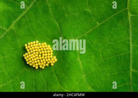 Kleine kohlweiße Schmetterlingseier auf einem grünen Blatt, aus der Nähe, von oben. Gelbliche Eier von Pieris rapae, bekannt als kleiner weißer oder Kohlschmetterling. Stockfoto