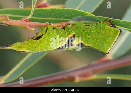 Nahaufnahme einer grünen Raupe der Poplar Kitten Motte, Furcula bifida, die auf Salix purpurea im Garten frisst Stockfoto