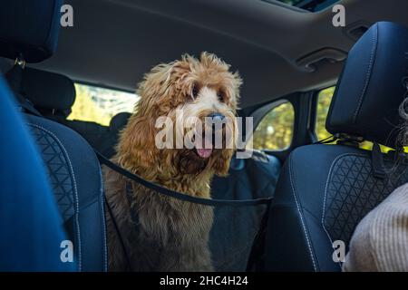 Glücklicher goldener Doodle-Hund, der hinten im Auto sitzt Stockfoto