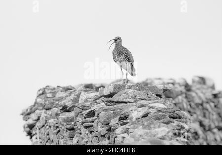 Eurasische Lockeneule, die auf einer trockenen Steinwand in den Yorkshire Dales, England, Großbritannien, steht Stockfoto