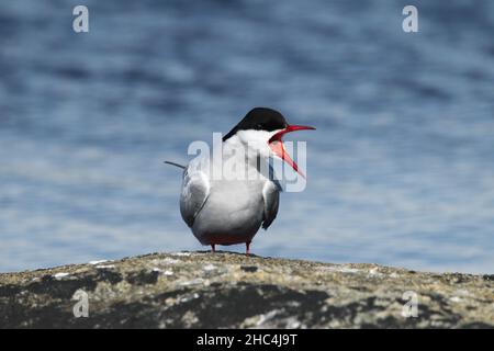 Arctic Seeschwalbe stimmt in seiner Anwesenheit bei Balranald RSPB nicht mit einem anderen Vogel überein Stockfoto