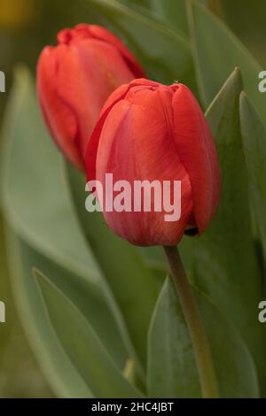 Eine vertikale Nahaufnahme von zwei roten Tulpen Stockfoto