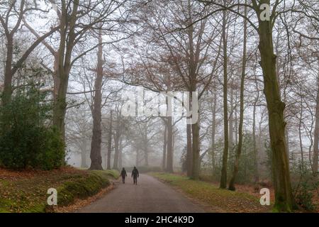 Ein Paar, das an einem nebligen Wintertag mit seinem Hund durch den Great Windsor Park läuft. Stockfoto