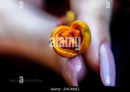 Nahaufnahme einer weiblichen Hand, die eine Mespilus-Samenschote hält Stockfoto