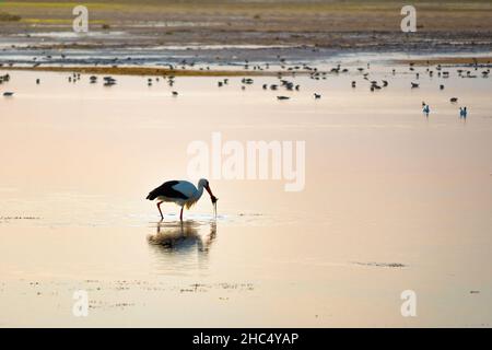 Blick auf einen Storch, der am Strand von Gaviota in Isla Cristina, Andalusien, Spanien, nach Meeresfrüchten fischt Stockfoto