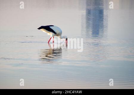 Blick auf einen Storch, der am Strand von Gaviota in Isla Cristina, Andalusien, Spanien, nach Meeresfrüchten fischt Stockfoto