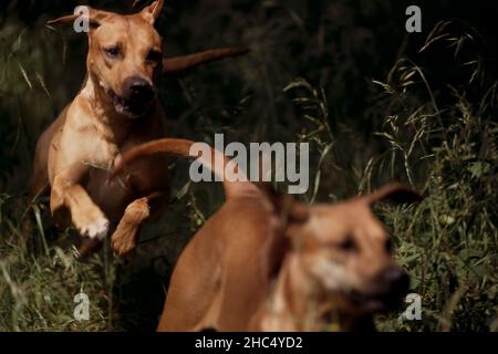 Rhodesian ridgeback Stockfoto