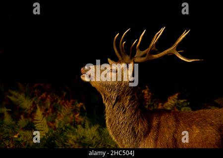 12 Point Red Deer Hirsch (Cervus elaphus) in all seiner Pracht, der die Luft duftete, eroberte den Richmond Park, Großbritannien, Stockfoto