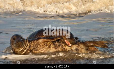 Zwei Kegelrobben (Halichoerus grypus), die in der Brandung spielen, Norfolk, Großbritannien, Stockfoto