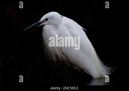 Silberreiher (Egretta garzetta), gefangen in schwarzem Wasser und Hintergrund Stockfoto