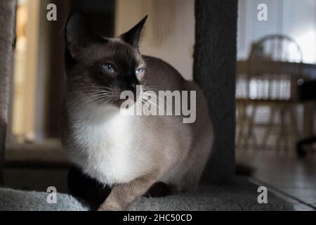 Nahaufnahme einer grauen und weißen Katze im Innenbereich Stockfoto