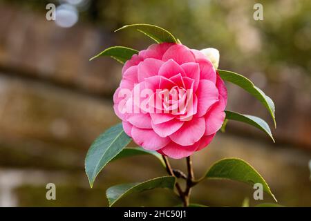 Nahaufnahme einer blühenden leuchtend rosa japanischen Kamelienblume Stockfoto