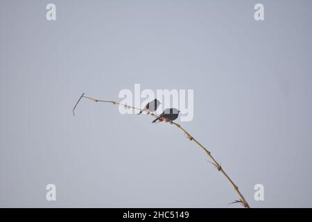 Rotes, belüftete Bulbul-Paar Stockfoto