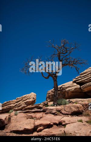 Eine vertikale Aufnahme eines toten Baumes am blauen Himmel, Canyon de Chelly National Monument, Arizona, USA. Stockfoto