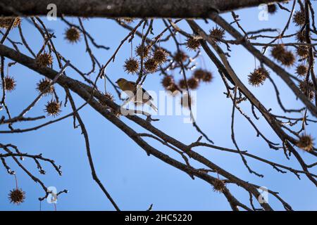 Flache Fokusaufnahme eines weiblichen Buchfinkens, der auf einem Baum thront Stockfoto