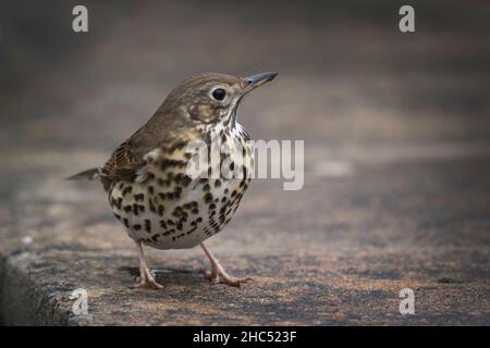 Song Thrush fotografiert in Südengland im Winter Stockfoto