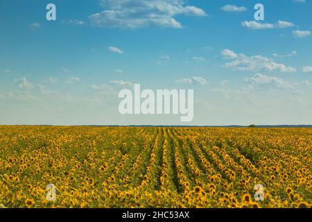 Reihen von Sonnenblumen auf einem weiten Feld mit blauem Himmel. Stockfoto