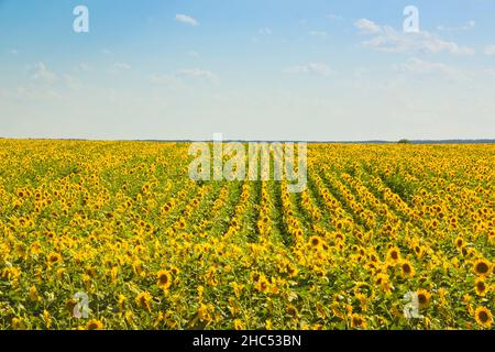 Landwirtschaftliche Landschaft mit unendlich reifen Sonnenblumen. Reihen von Sonnenblumen. Stockfoto